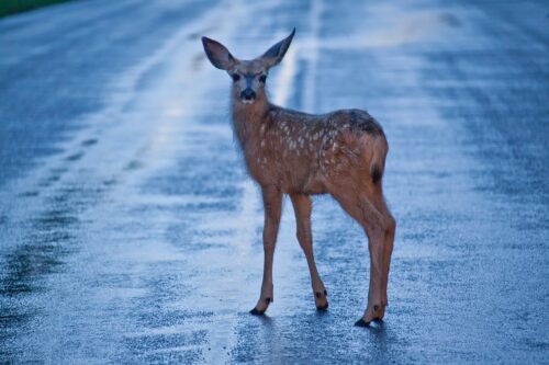 what to do if you've had a car accident due to an animal on the road - car accident lawyer - definace napoleon wauseon ohio - arthur law firm