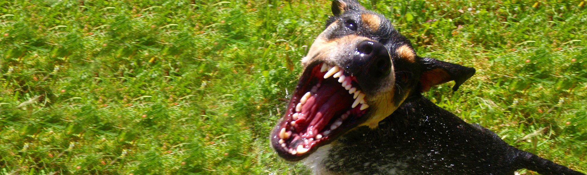 dog bite lawyer toledo