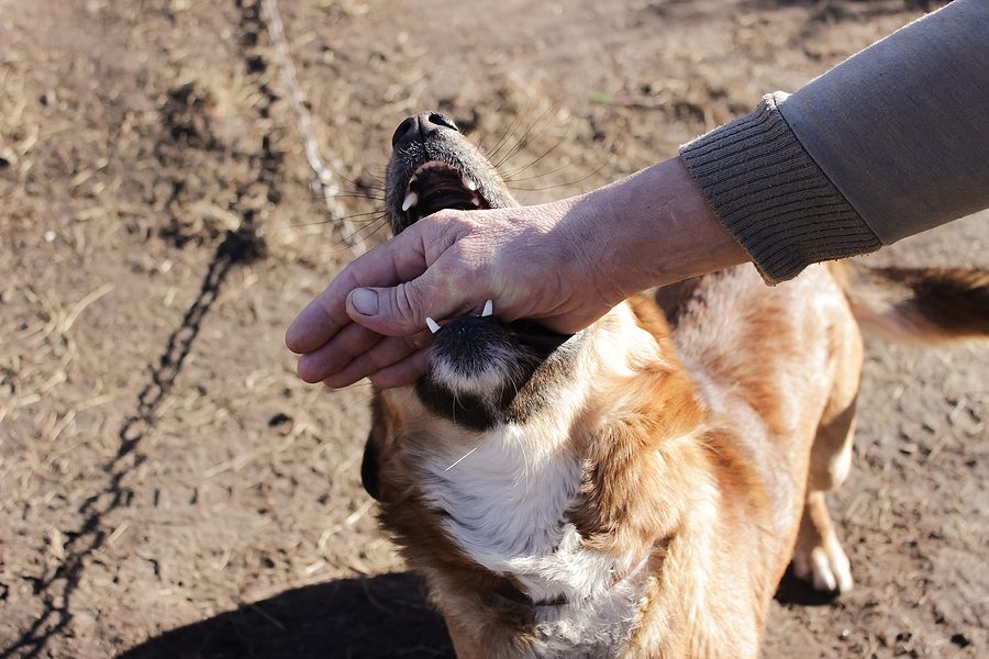 featured image for Dog Bite Victims are Entitled to Legal Compensation