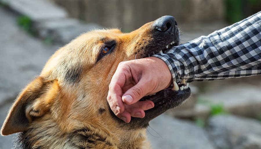 featured image for Liability for Dog Bite Injuries