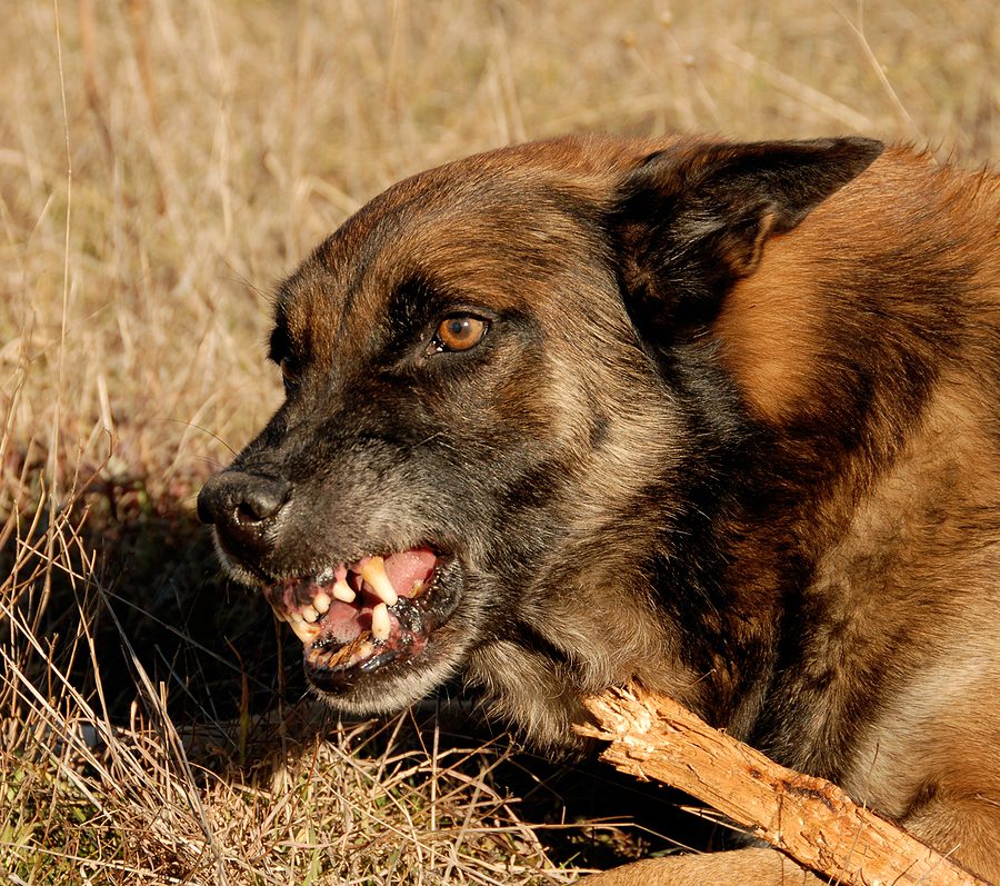 Shepherd dog laying in grass showing it's teeth