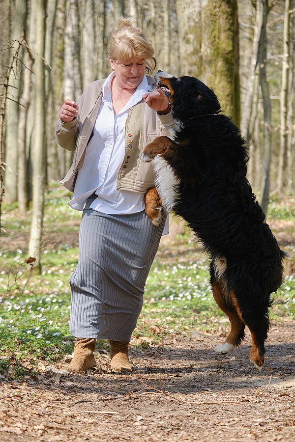 dog jumping up on woman while she is on a walk on a wooded trail
