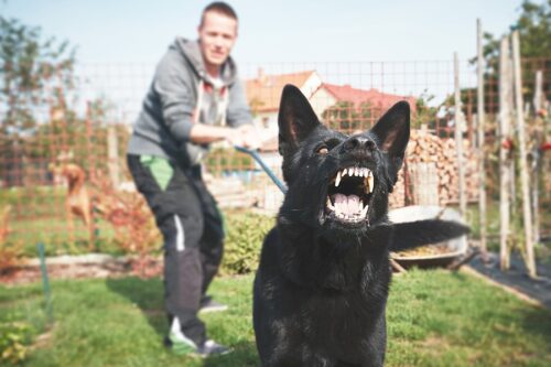 Dog owner trying to hold back an aggressive dog on a leash that is lunging forward. 