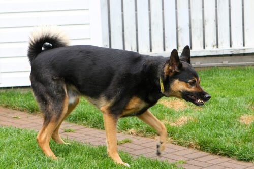 Dog with an aggressive stance that is loose in the front yard