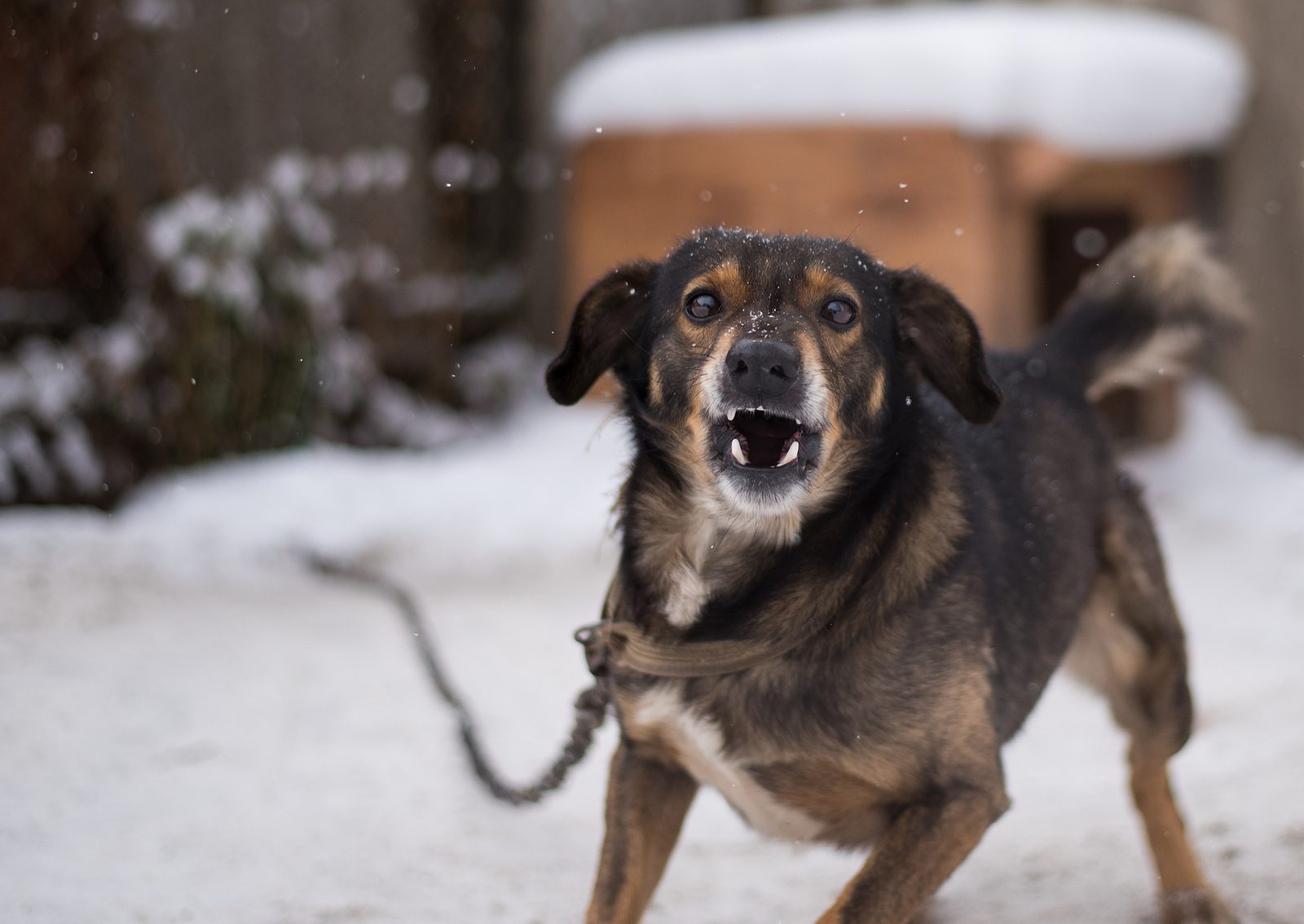 Aggressive Dog In Ottawa Hills Ohio